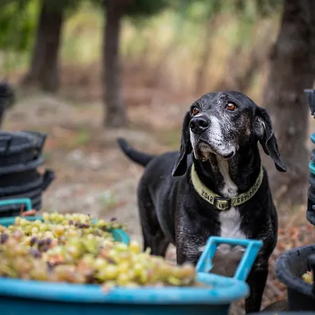 Punta Chiarito Otel 4*