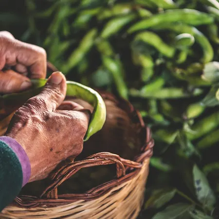 Otel Punta Chiarito 4*