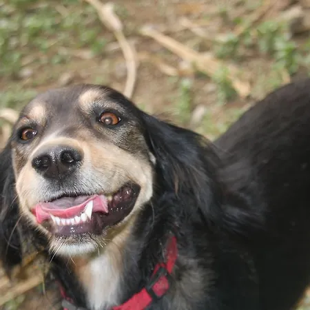 Otel Punta Chiarito Forio di Ischia