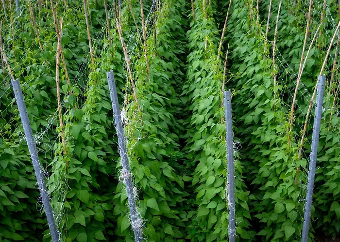 Hotel Punta Chiarito Resort&apartments